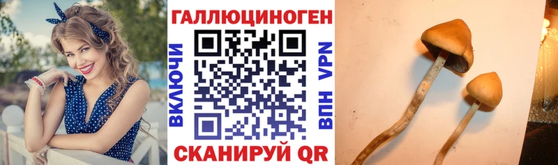 Галлюциногенные грибы Psilocybe  Бийск 